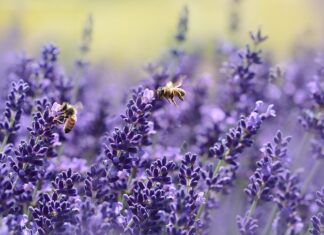 Jakie korzyści dają nam pszczoły?