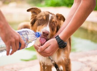 Czy podawać psu wodę na noc?